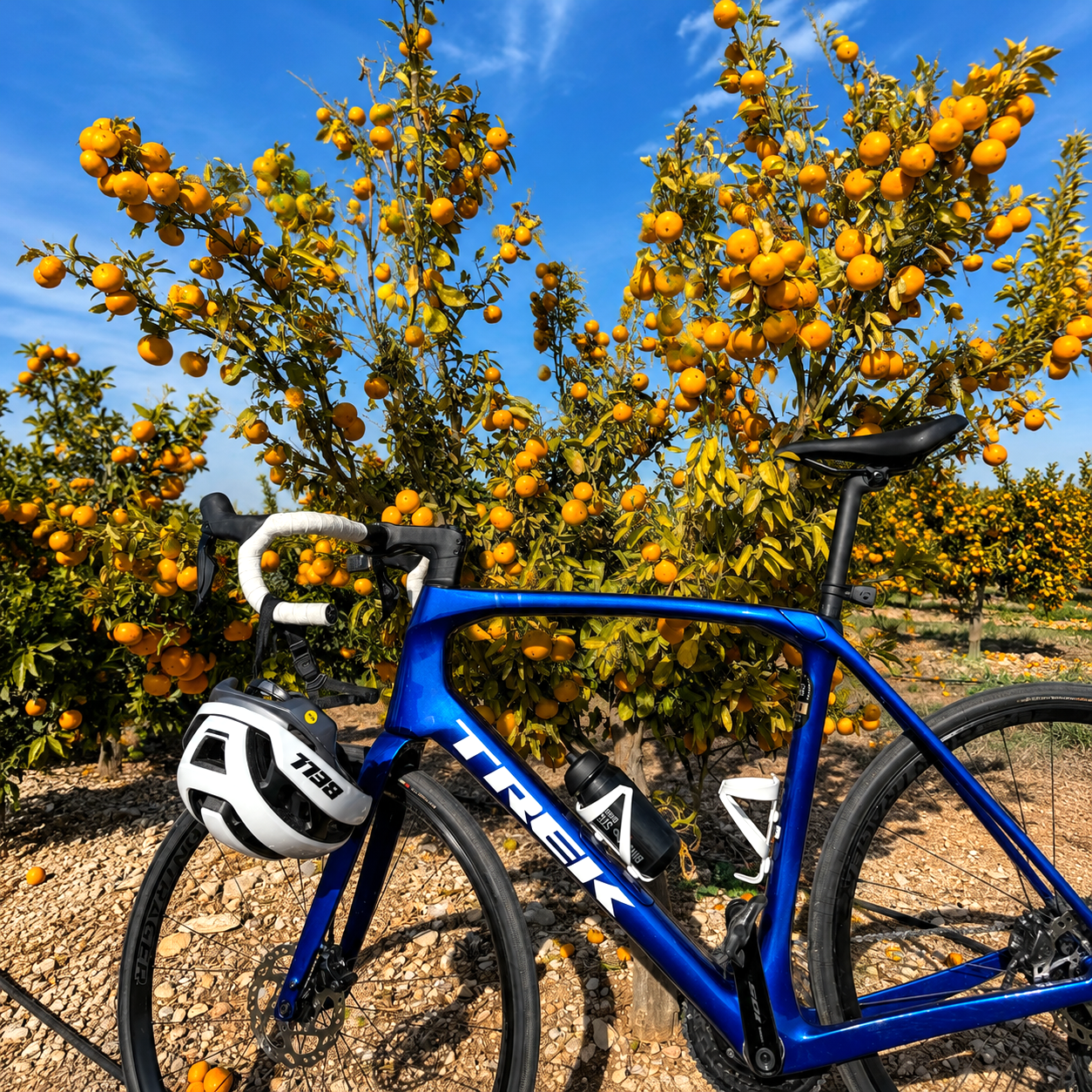 Radfahren — Orangenhaine